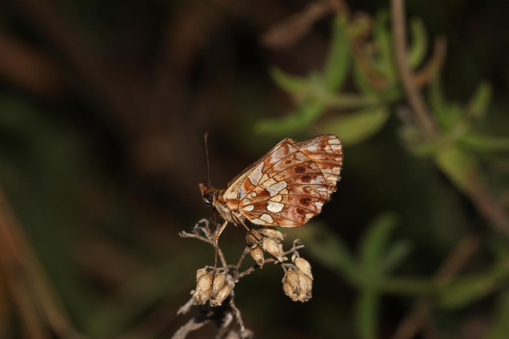 Petite Violette (La), Nacré violet (Le) Boloria dia (Linnaeus, 1767)