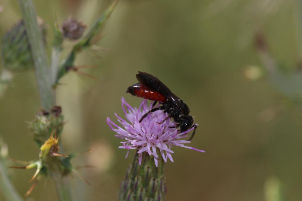  Sphecodes Latreille, 1804