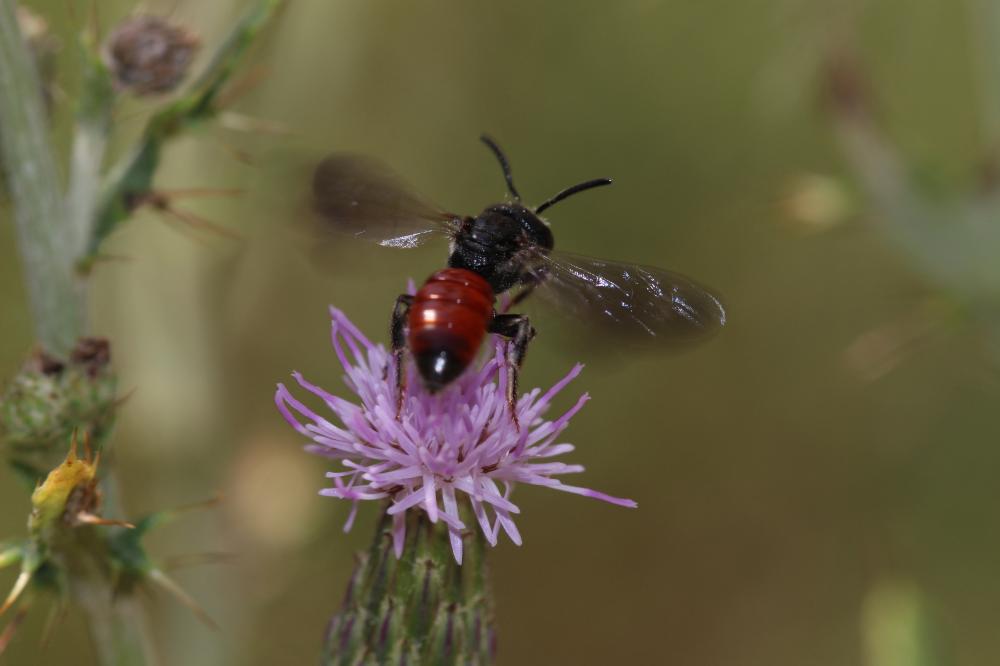  Sphecodes Latreille, 1804