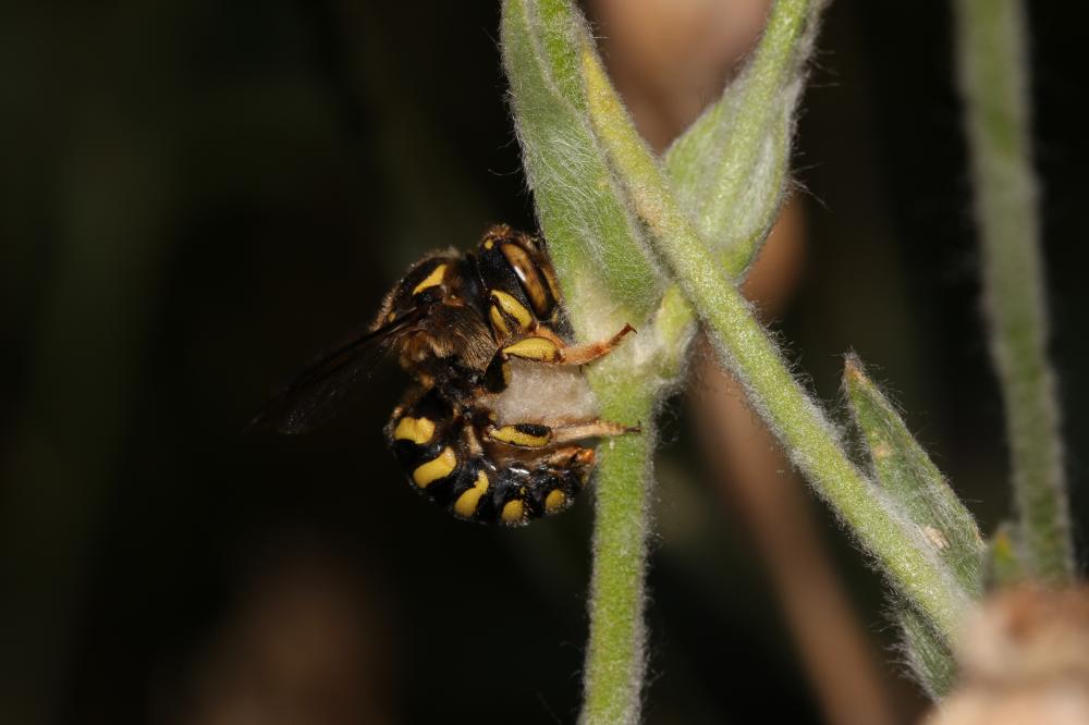  Anthidium Fabricius, 1804