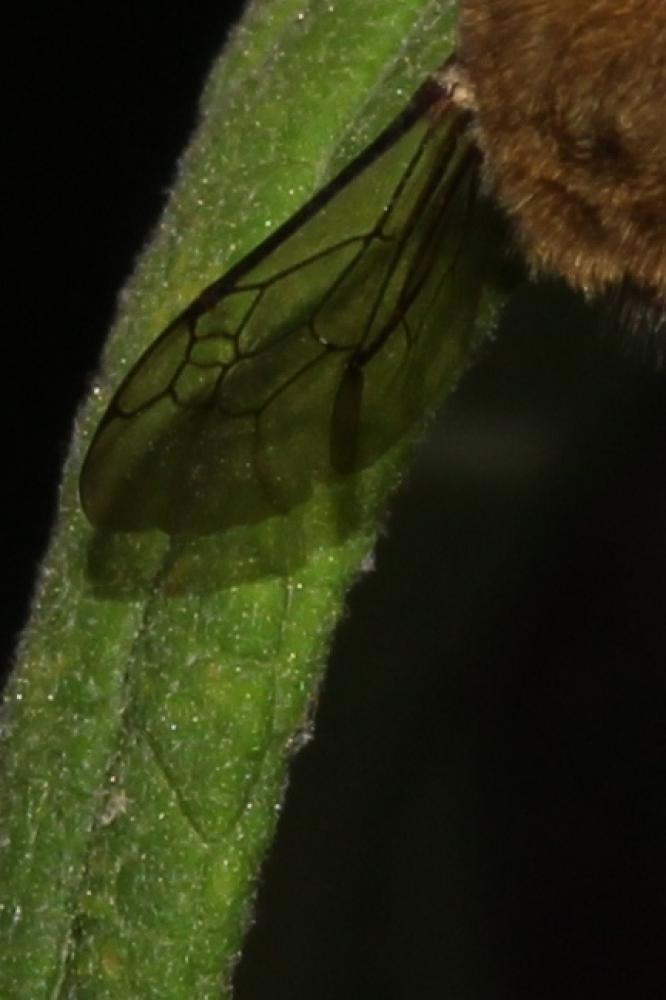 Amégille bavarde Amegilla garrula (Rossi, 1790)