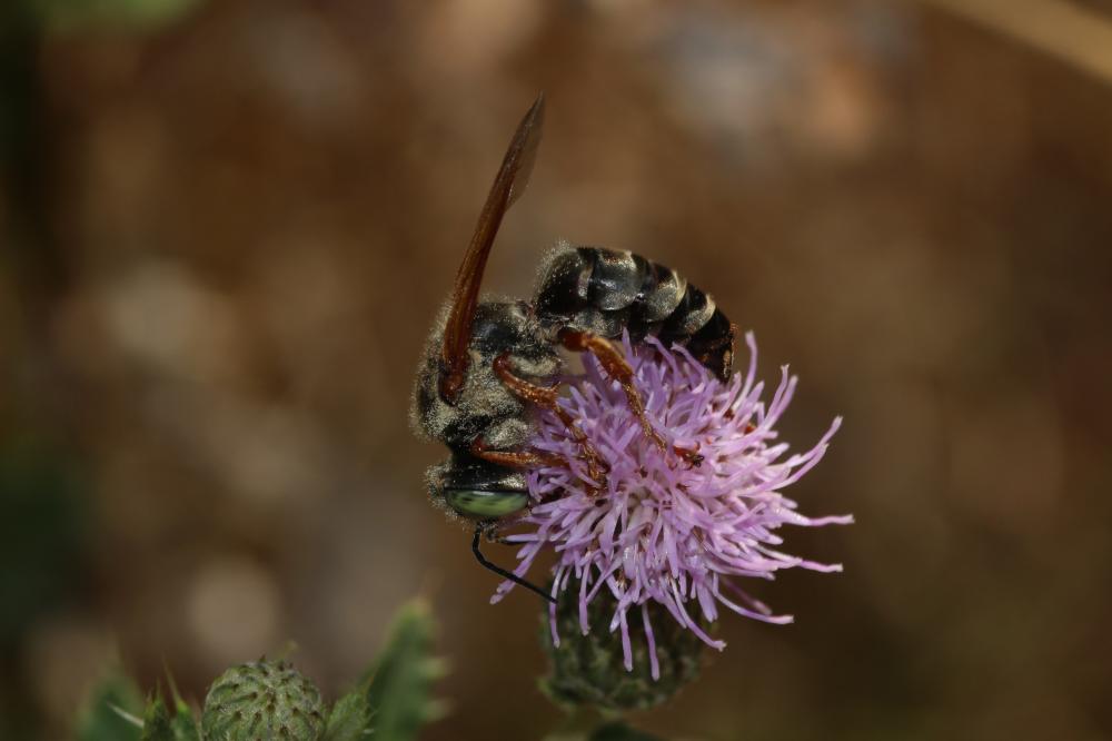  Tachytes etruscus (Rossi, 1790)