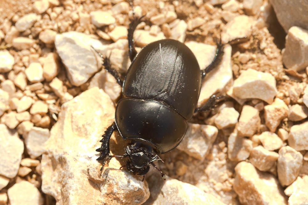 Géotrupe noir Sericotrupes niger (Marsham, 1802)