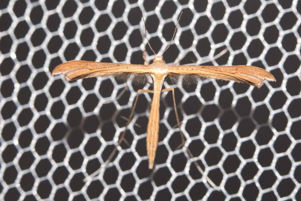  Stenoptilia pterodactyla (Linnaeus, 1760)