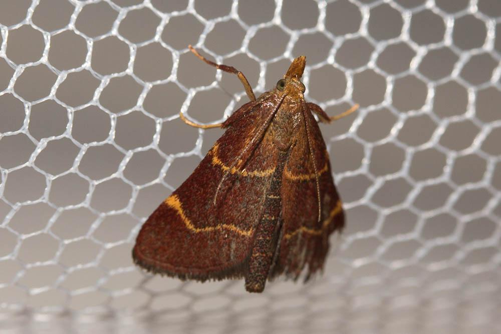 Hypsopygia rubidalis (Denis & Schiffermüller, 1775)