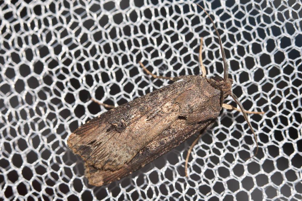 Noctuelle baignée (La) Agrotis ipsilon (Hufnagel, 1766)