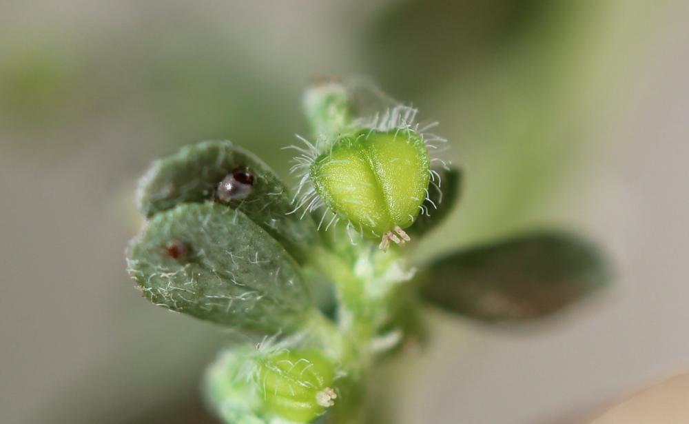Euphorbe prostrée Euphorbia prostrata Aiton, 1789
