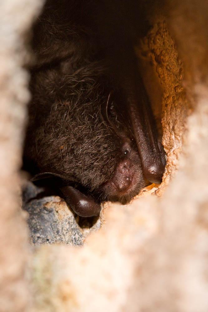 Murin de Daubenton Myotis daubentonii (Kuhl, 1817)