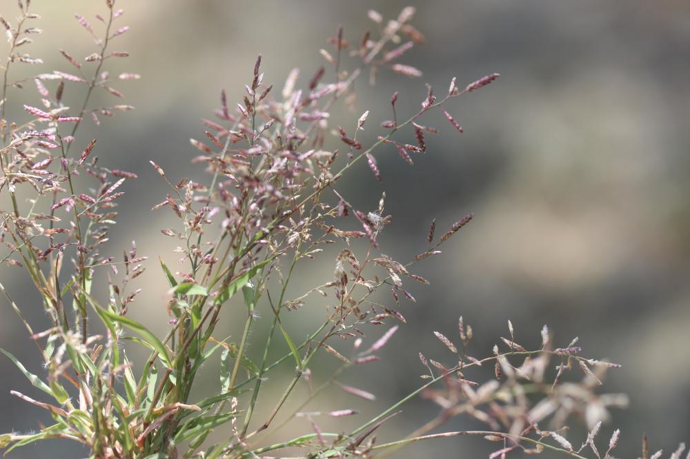Éragrostis faux-pâturin, Petit Éragrostis Eragrostis minor Host, 1809