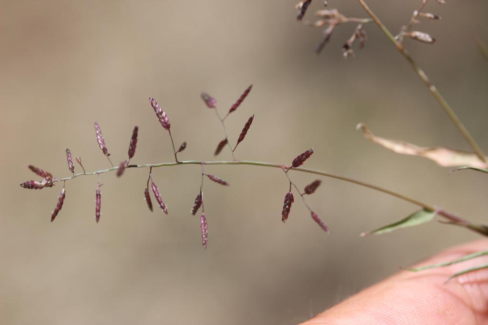 Éragrostis faux-pâturin, Petit Éragrostis Eragrostis minor Host, 1809