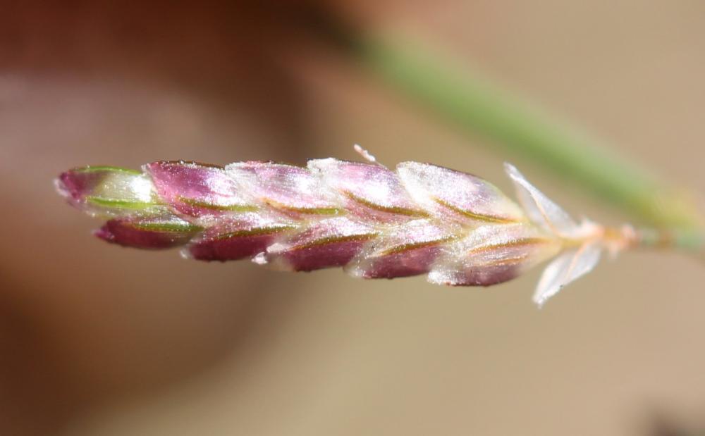 Éragrostis faux-pâturin, Petit Éragrostis Eragrostis minor Host, 1809
