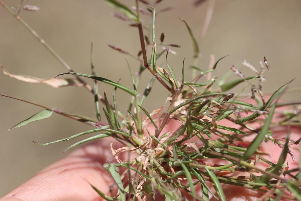 Éragrostis faux-pâturin, Petit Éragrostis Eragrostis minor Host, 1809