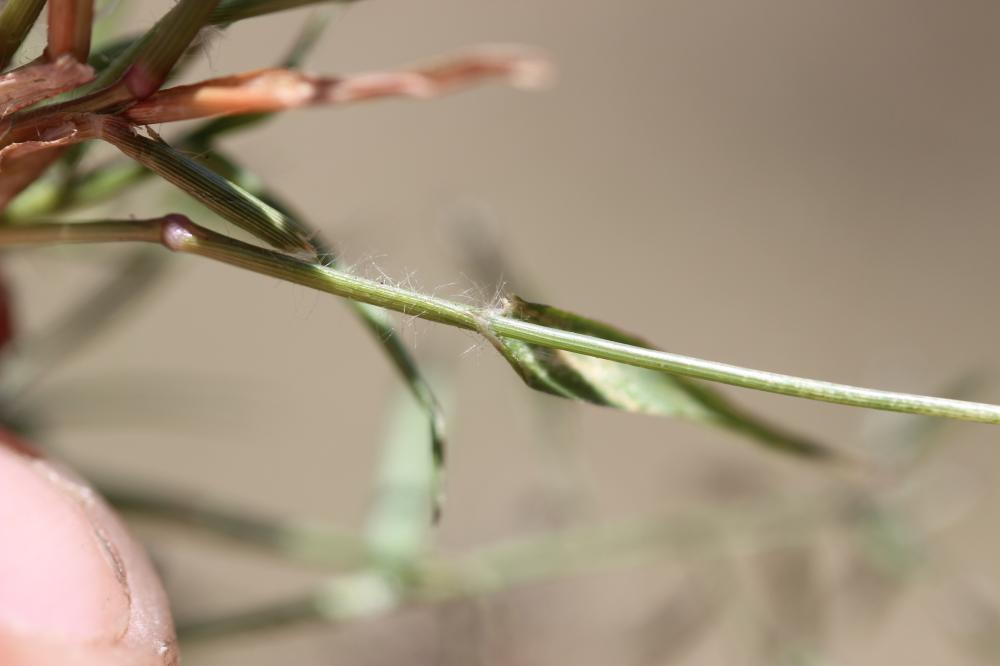 Éragrostis faux-pâturin, Petit Éragrostis Eragrostis minor Host, 1809
