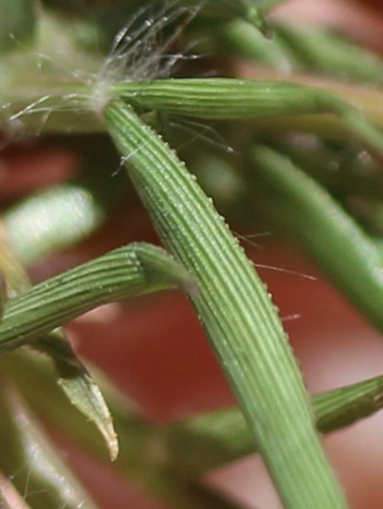 Éragrostis faux-pâturin, Petit Éragrostis Eragrostis minor Host, 1809