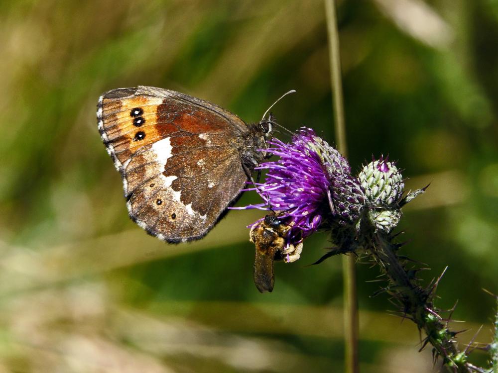 Moiré blanc-fascié (Le), Grand nègre hongrois (Le) Erebia ligea (Linnaeus, 1758)