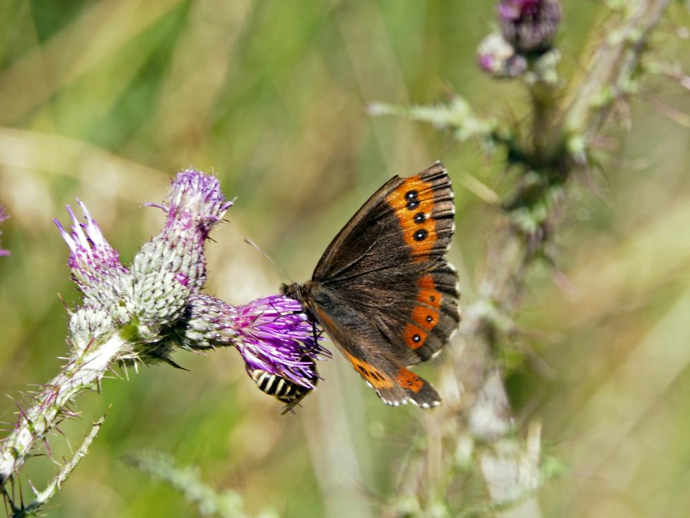 Moiré blanc-fascié (Le), Grand nègre hongrois (Le) Erebia ligea (Linnaeus, 1758)