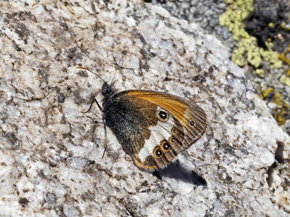 Céphale (Le), Arcanie (L') Coenonympha arcania (Linnaeus, 1760)