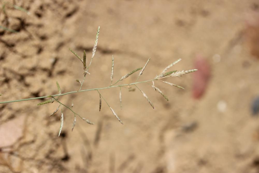 Éragrostis de Barrelier, Éragrostide de Barrelier Eragrostis barrelieri Daveau, 1894