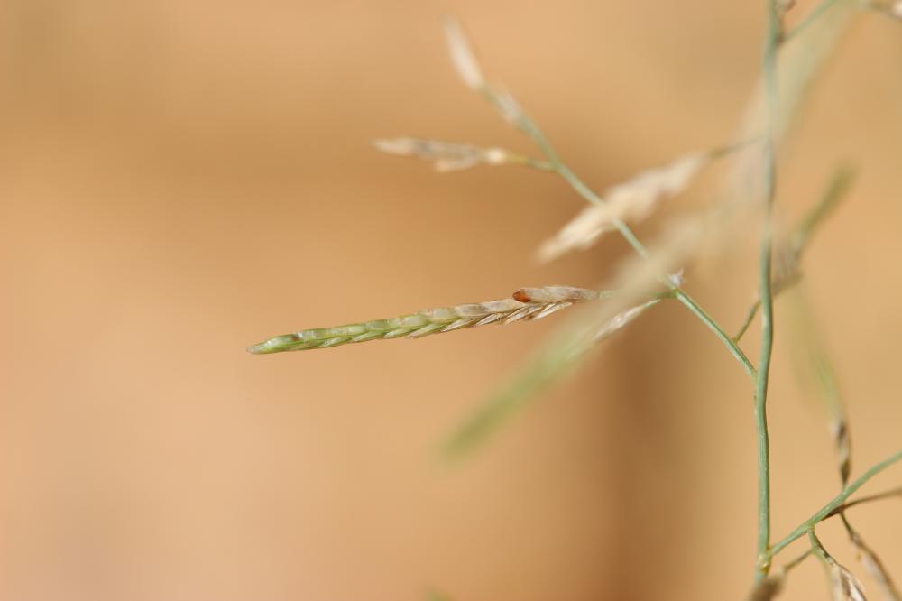 Éragrostis de Barrelier, Éragrostide de Barrelier Eragrostis barrelieri Daveau, 1894