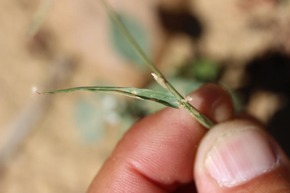 Éragrostis de Barrelier, Éragrostide de Barrelier Eragrostis barrelieri Daveau, 1894