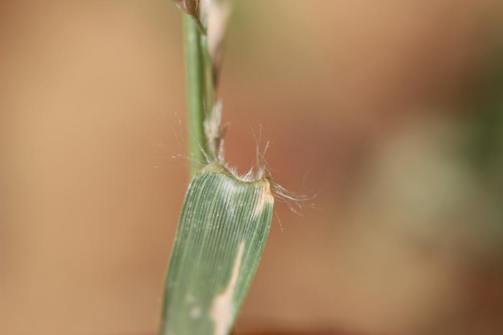 Éragrostis de Barrelier, Éragrostide de Barrelier Eragrostis barrelieri Daveau, 1894