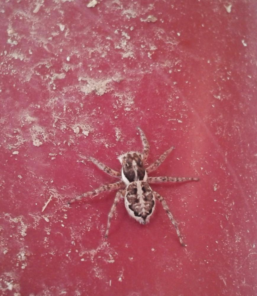 Menemerus semilimbatus (Hahn, 1827)
