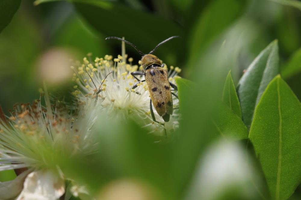 Clyte poilu Chlorophorus glabromaculatus (Goeze, 1777)