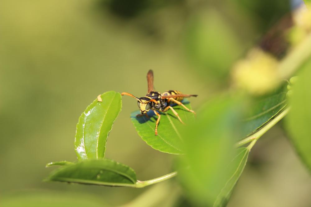  Polistes Latreille, 1802