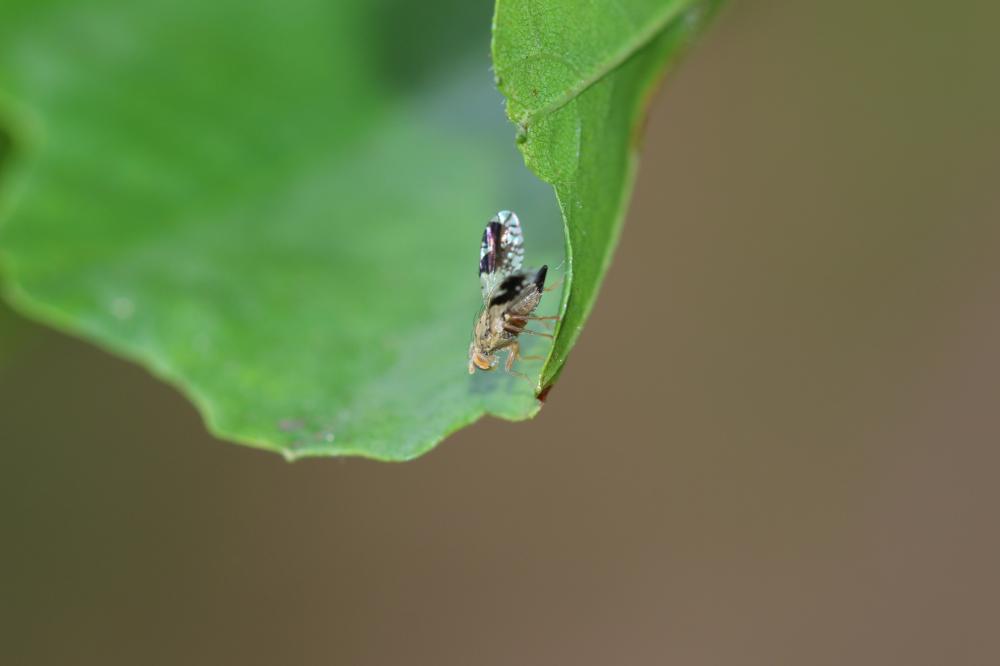 Tephritis pulchra (Loew, 1844)