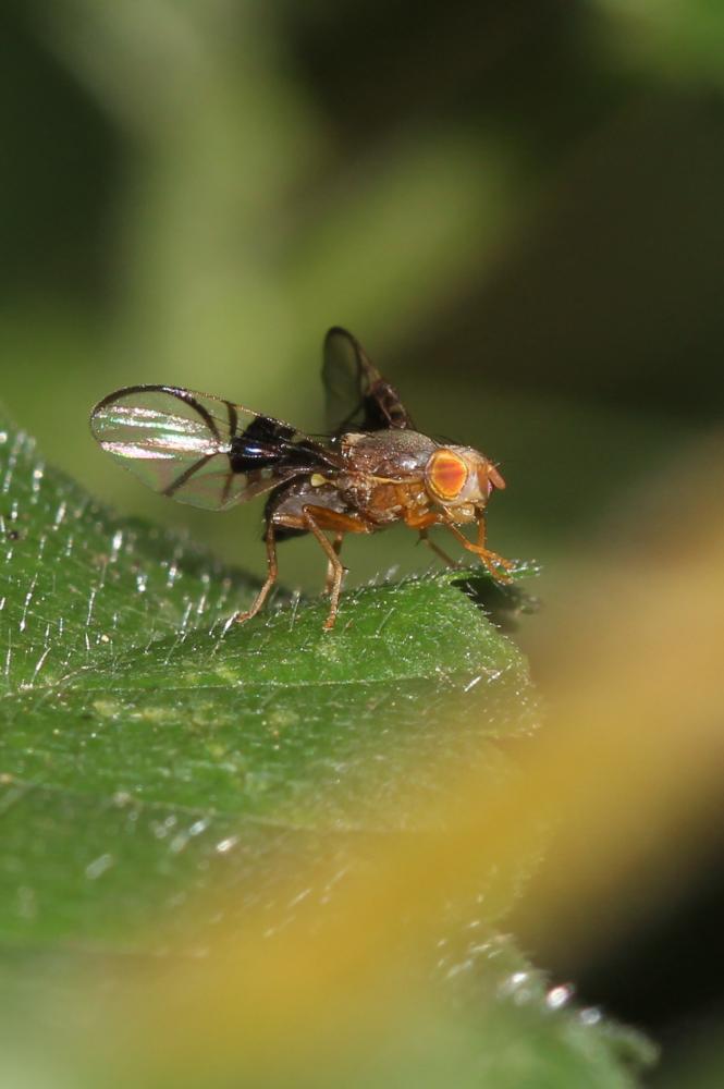 Anomoia purmunda (Harris, 1780)