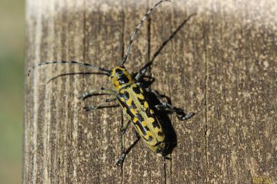  Saperda scalaris (Linnaeus, 1758)