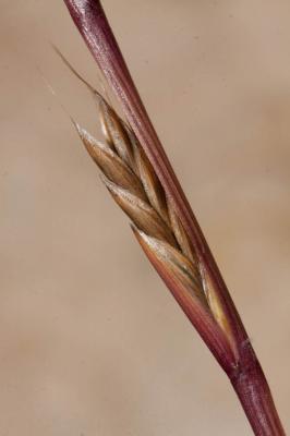 Ivraie multiflore, Ray-grass d'Italie Lolium multiflorum Lam., 1779