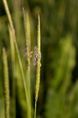Vulpin des champs, Queue-de-renard Alopecurus myosuroides Huds., 1762
