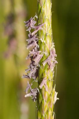 Vulpin des champs, Queue-de-renard Alopecurus myosuroides Huds., 1762
