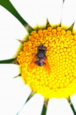  Elomya lateralis (Meigen, 1824)