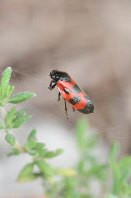  Haematoloma dorsata (Ahrens, 1812)