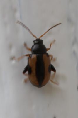  Phyllotreta Chevrolat, 1836