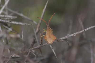  Syromastus rhombeus (Linnaeus, 1767)