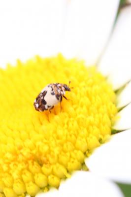  Anthrenus pimpinellae (Fabricius, 1775)
