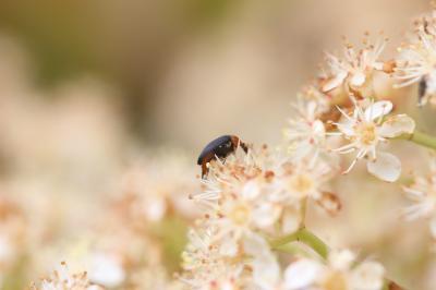  Mordellochroa abdominalis (Fabricius, 1775)