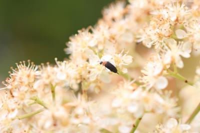  Mordellochroa abdominalis (Fabricius, 1775)