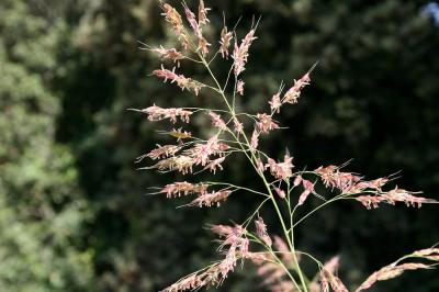 Millet paradoxal Piptatherum paradoxum (L.) P.Beauv., 1812