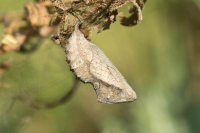 Vulcain (Le), Amiral (L'), Vanesse Vulcain (La), C Vanessa atalanta (Linnaeus, 1758)