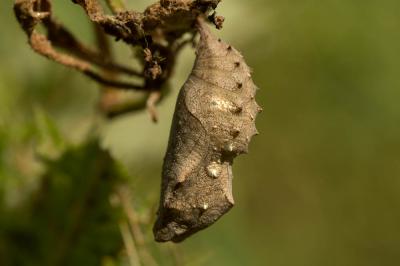 Vulcain (Le), Amiral (L'), Vanesse Vulcain (La), C Vanessa atalanta (Linnaeus, 1758)