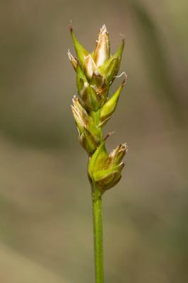  Carex muricata L., 1753