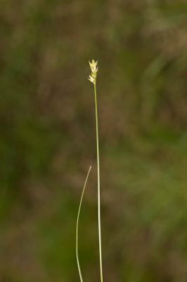  Carex muricata L., 1753