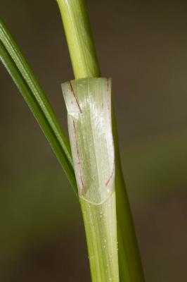  Carex muricata L., 1753