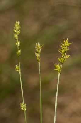  Carex muricata L., 1753