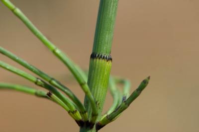 Prêle très rameuse, Prêle rameuse Equisetum ramosissimum Desf., 1799