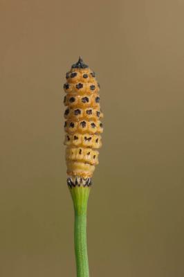 Prêle très rameuse, Prêle rameuse Equisetum ramosissimum Desf., 1799